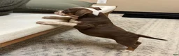American Bully dogs for sale: American Bully 1 - Ad 2