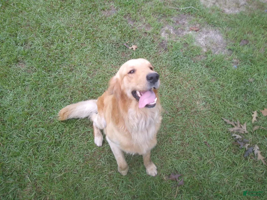Golden Retriever dogs for sale: Max - Ad 2