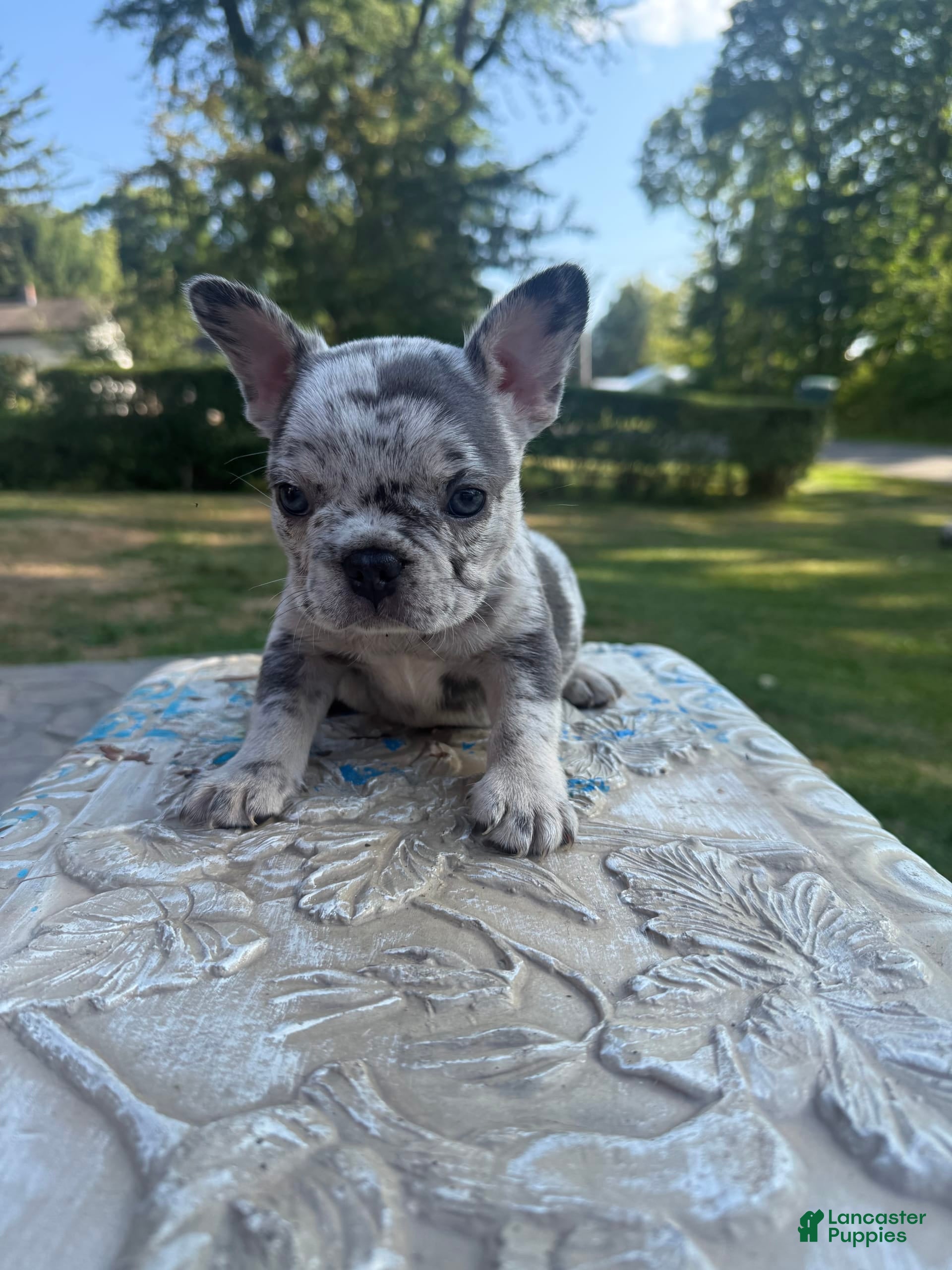 Merle Fluffy Frenchie For Sale Fluffy Frenchies French Bulldog