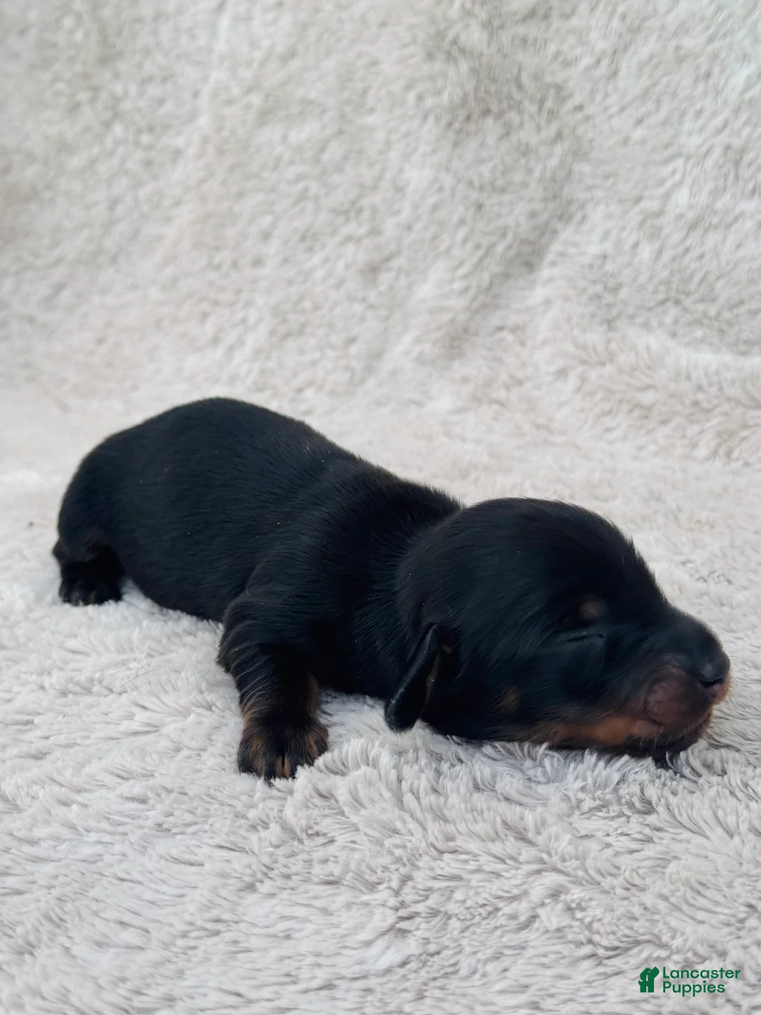 Miniature Dachshund dogs for sale: AKC Longhair Black & Tan Mini Dachshund Boy - Ad 2