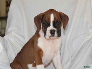 Boxer dogs Flynn - Ad 26