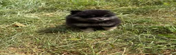 Pomeranian dogs for sale: Pomeranian 2 - Ad 1