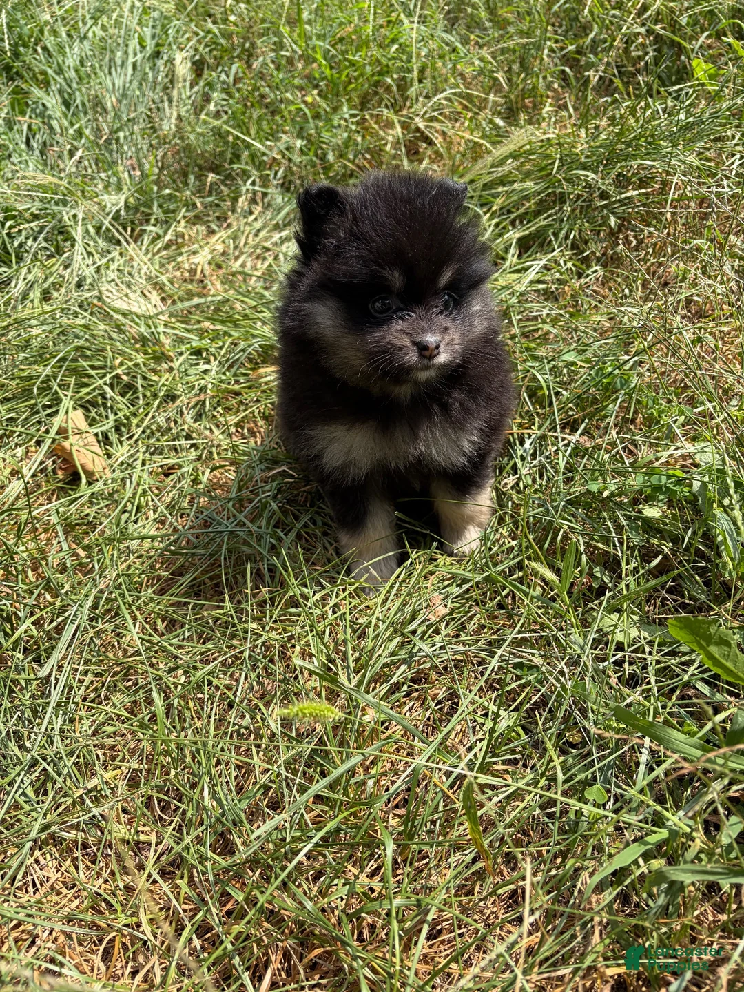 Pomeranian dogs for sale: Pomeranian 2 - Ad 1