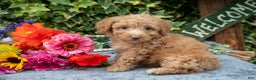 Miniature Poodle dogs for sale: Brownie - Ad 3
