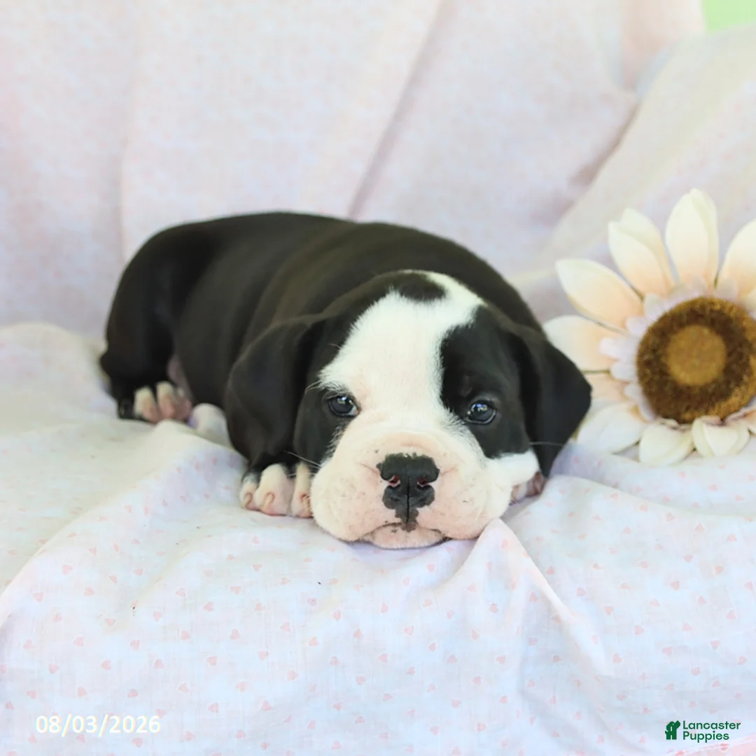 Olde English Bulldogge dogs for sale: Remi  - Ad 3