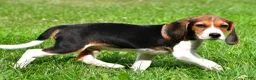 Beagle dogs for sale: Bo - Ad 7