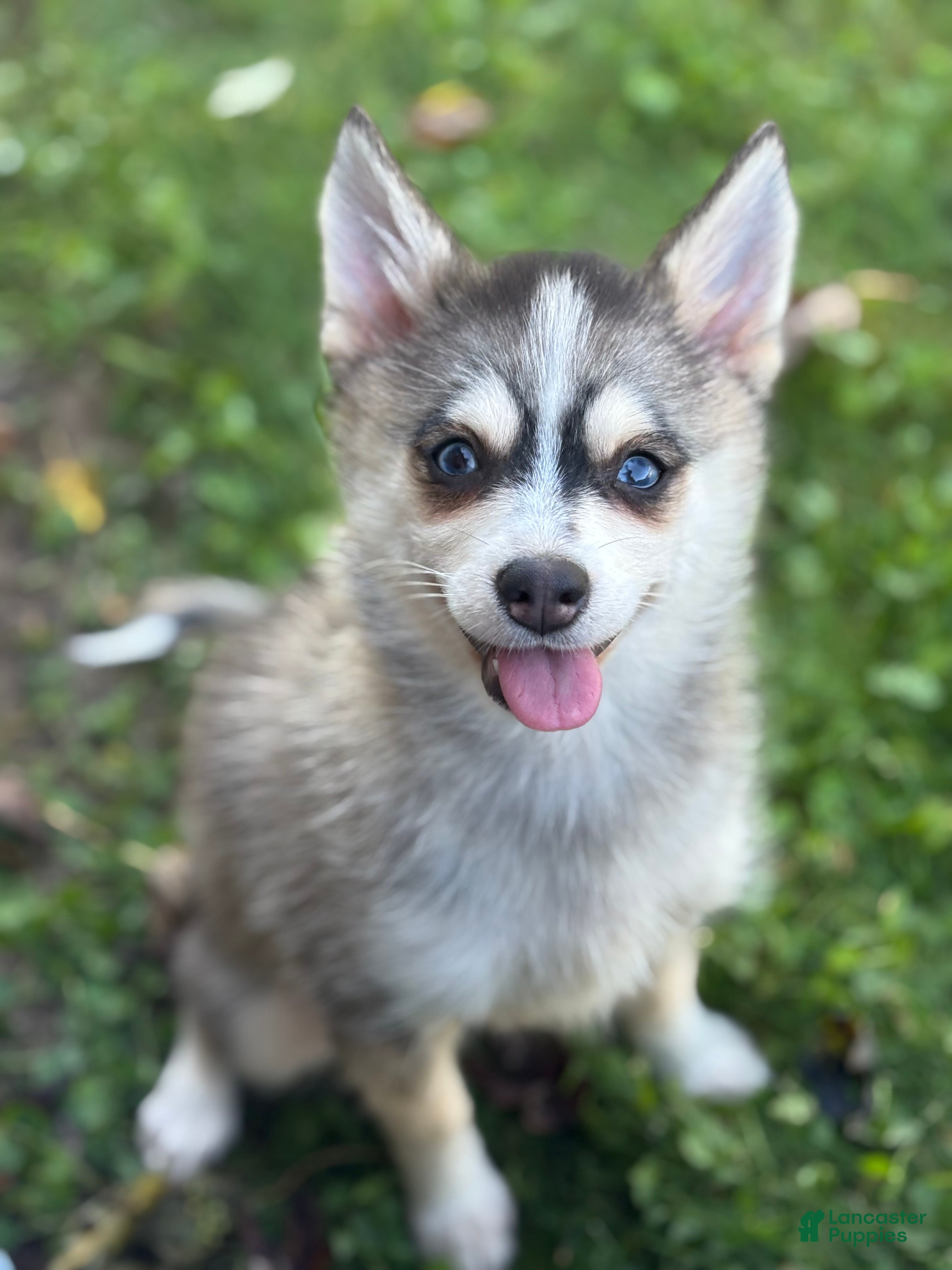 Pomsky dogs Dorthy - Ad 1