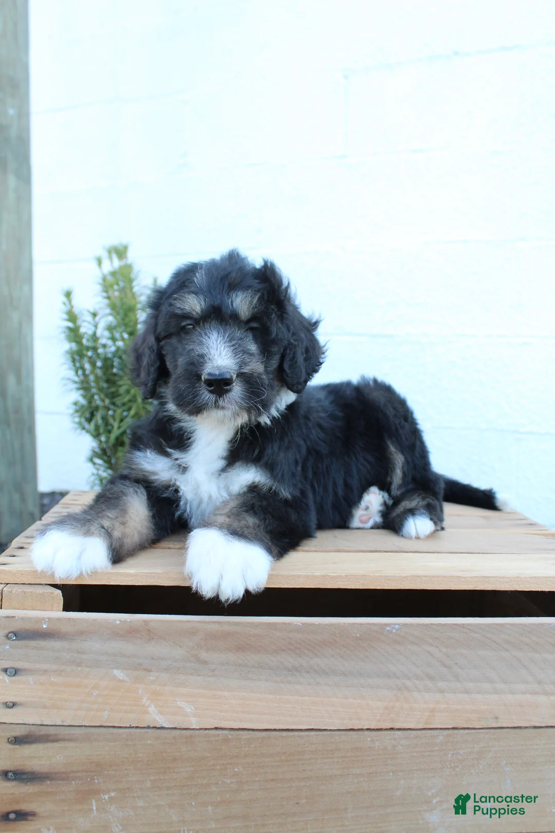 Bernedoodle dogs for sale: Lukas - Ad 2