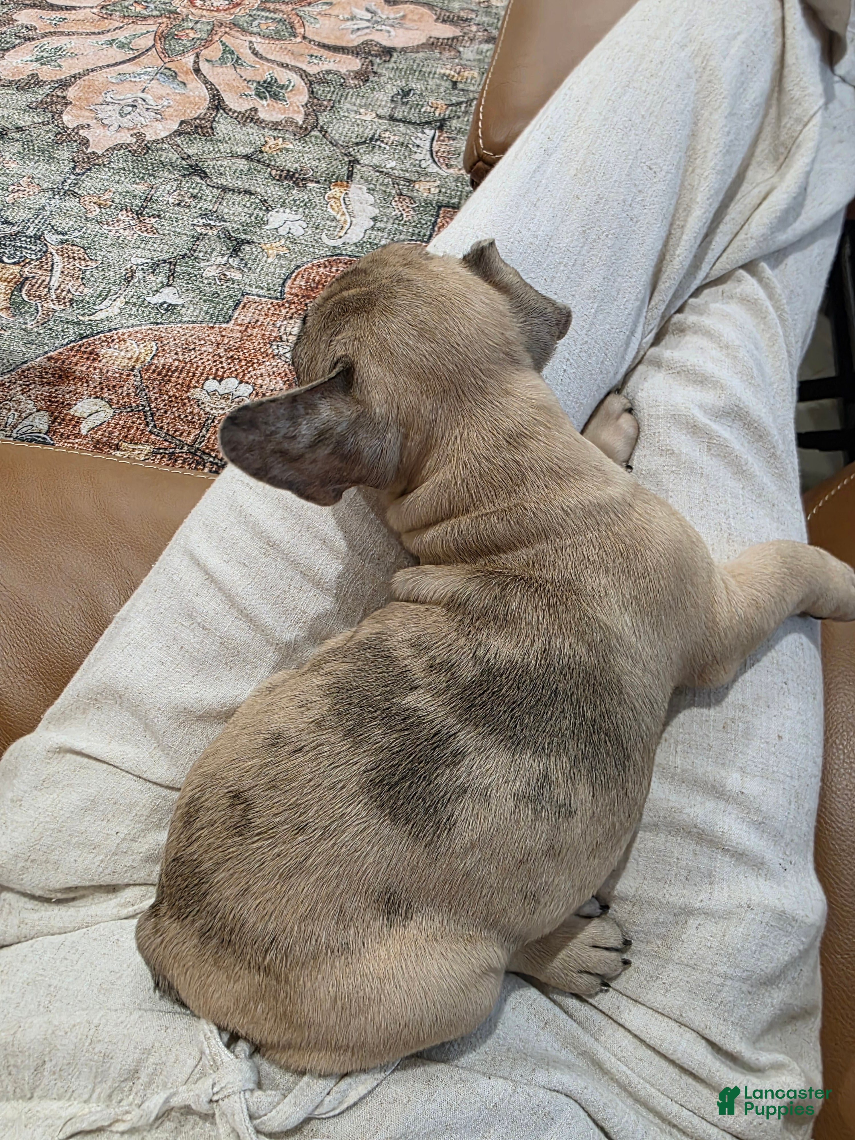 French Bulldog dogs Alfie - Ad 2