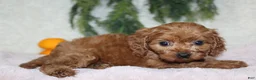Mini Goldendoodle dogs for sale: Mini Goldendoodle 6 - Ad 3