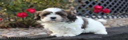 Shih Tzu dogs for sale: Cuddles - Ad 3