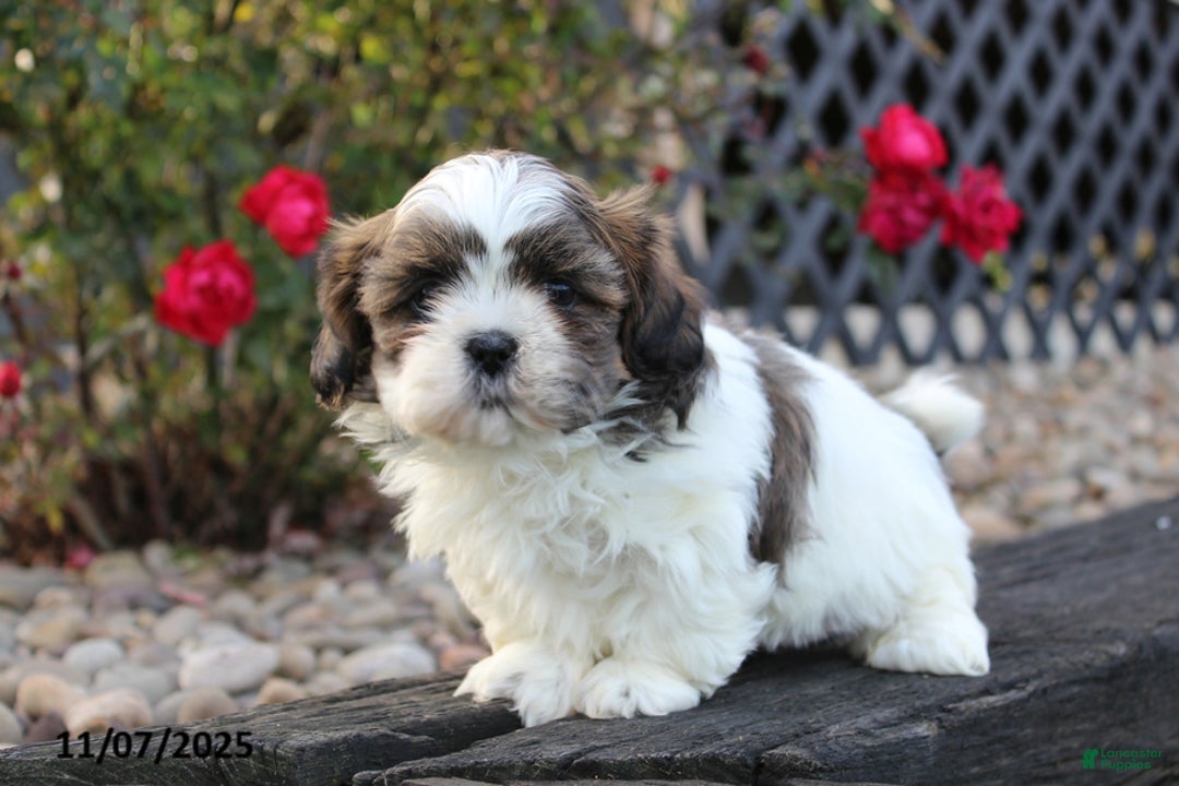 Shih Tzu dogs for sale: Cuddles - Ad 3