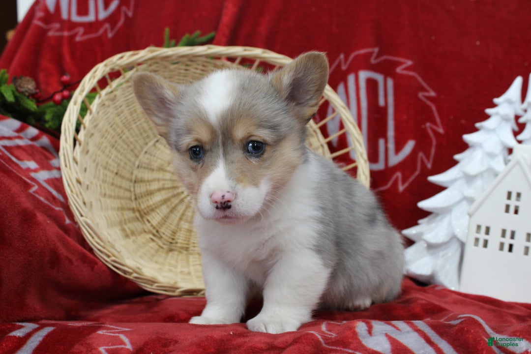 Welsh Corgi Pembroke dogs for sale: Bruno - Ad 2