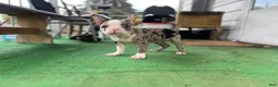 Mixed Breed dogs for sale: Robin - Ad 6