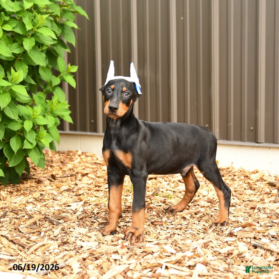 Doberman Pinscher dogs Dash - Ad 2