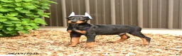 Doberman Pinscher dogs for sale: Dash - Ad 2