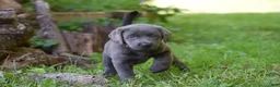 Labrador Retriever dogs for sale: Sky - Ad 5