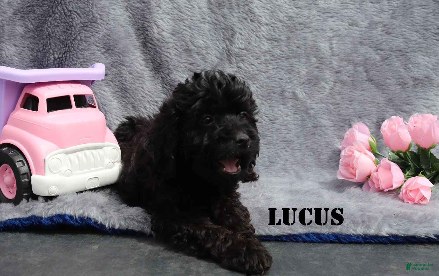 Mini Goldendoodle dogs Lucus - Ad 2
