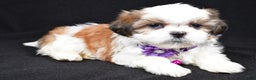 Shih Tzu dogs for sale: Hazel - Ad 2