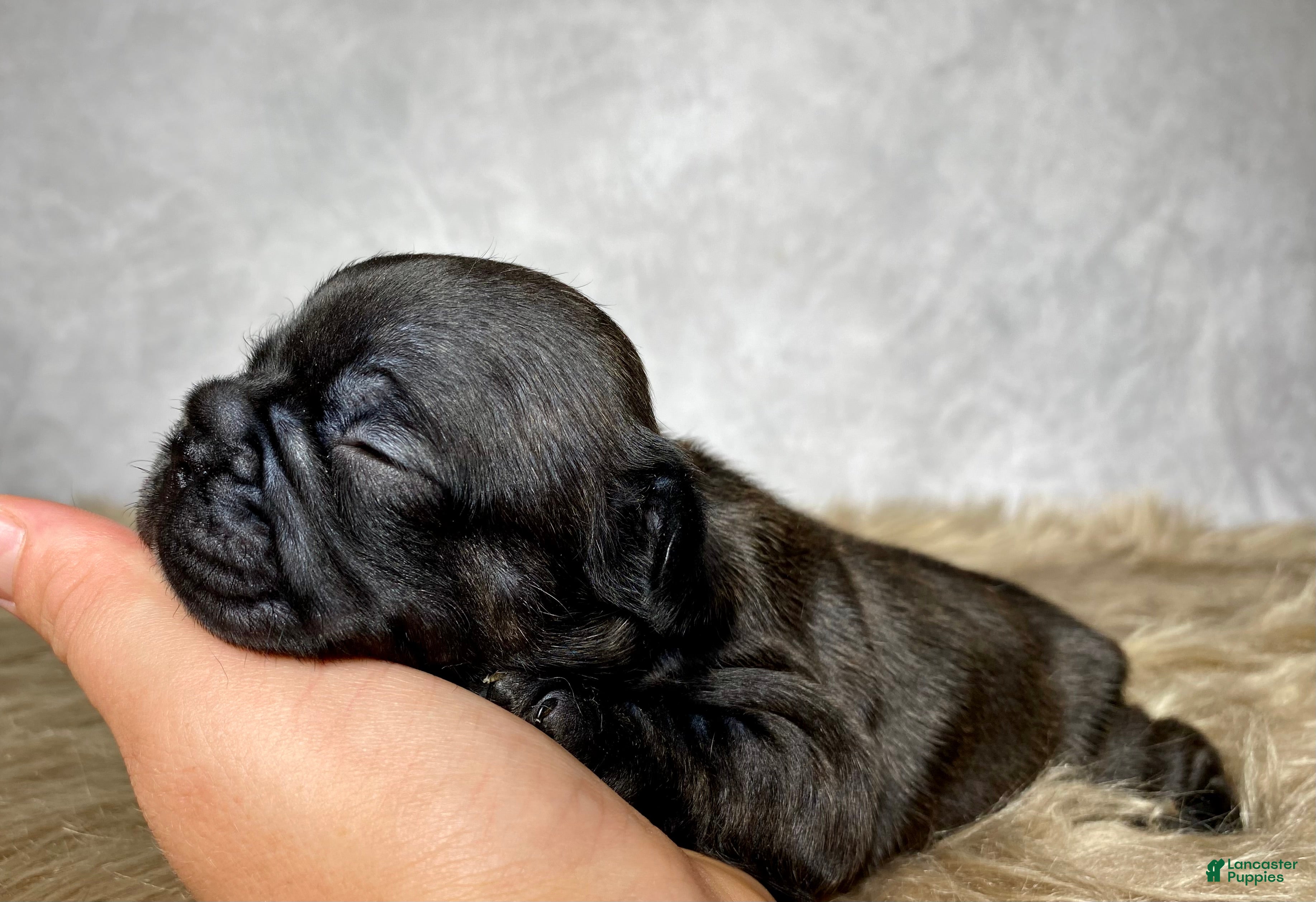 Frenchton dogs Miss Ruby - Ad 2