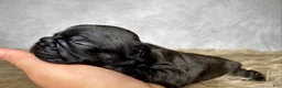 Frenchton dogs for sale: Miss Ruby - Ad 2