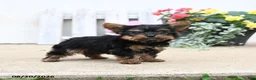 Yorkiepoo dogs for sale: Brighty - Ad 2