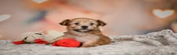 Morkie dogs for sale: Tilly - Ad 5