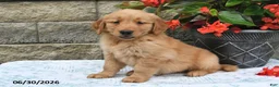 Golden Retriever dogs for sale: Hero - Ad 2