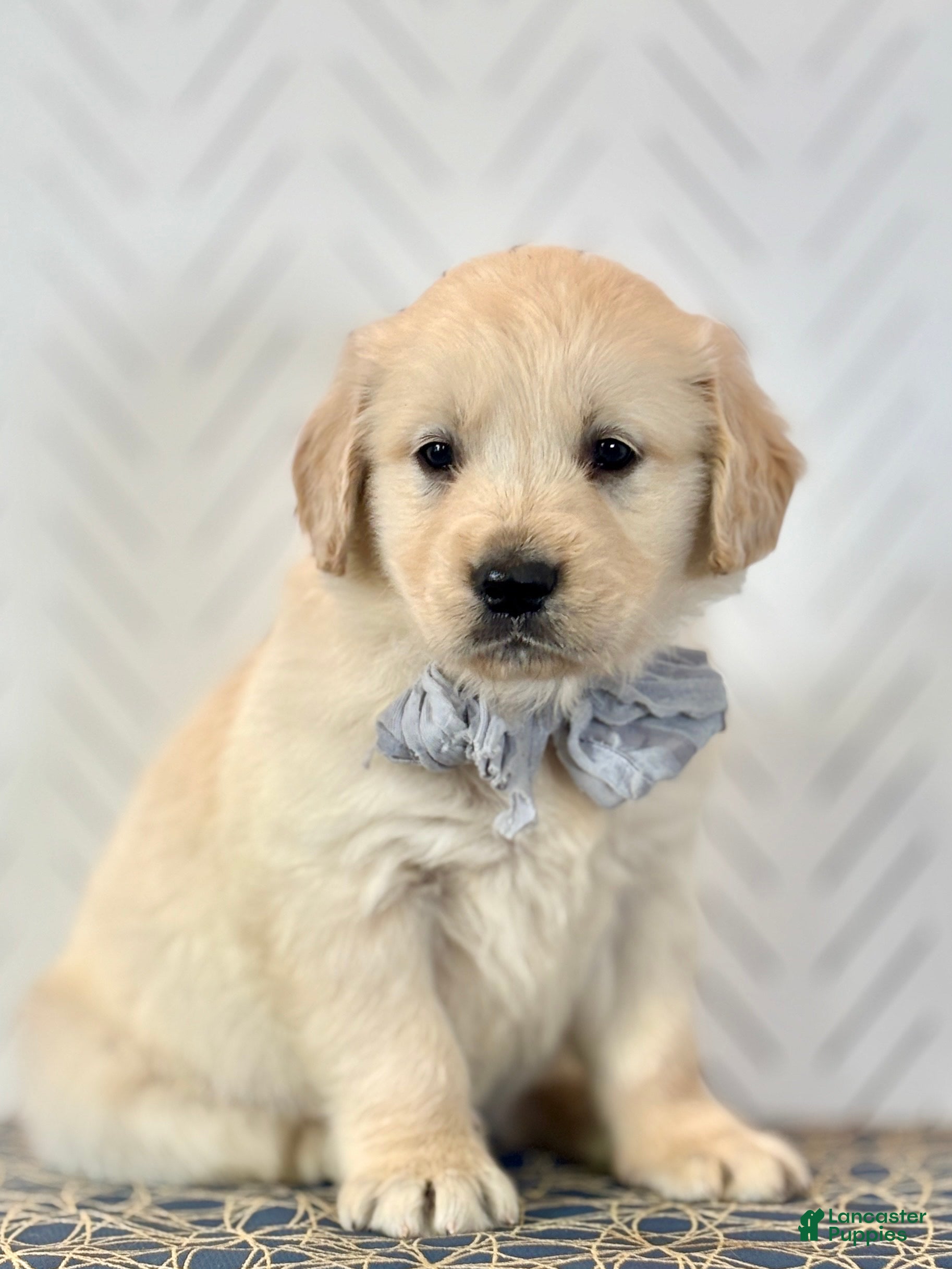 Golden Retriever dogs Kase Golden Retriever Puppy  - Ad 2