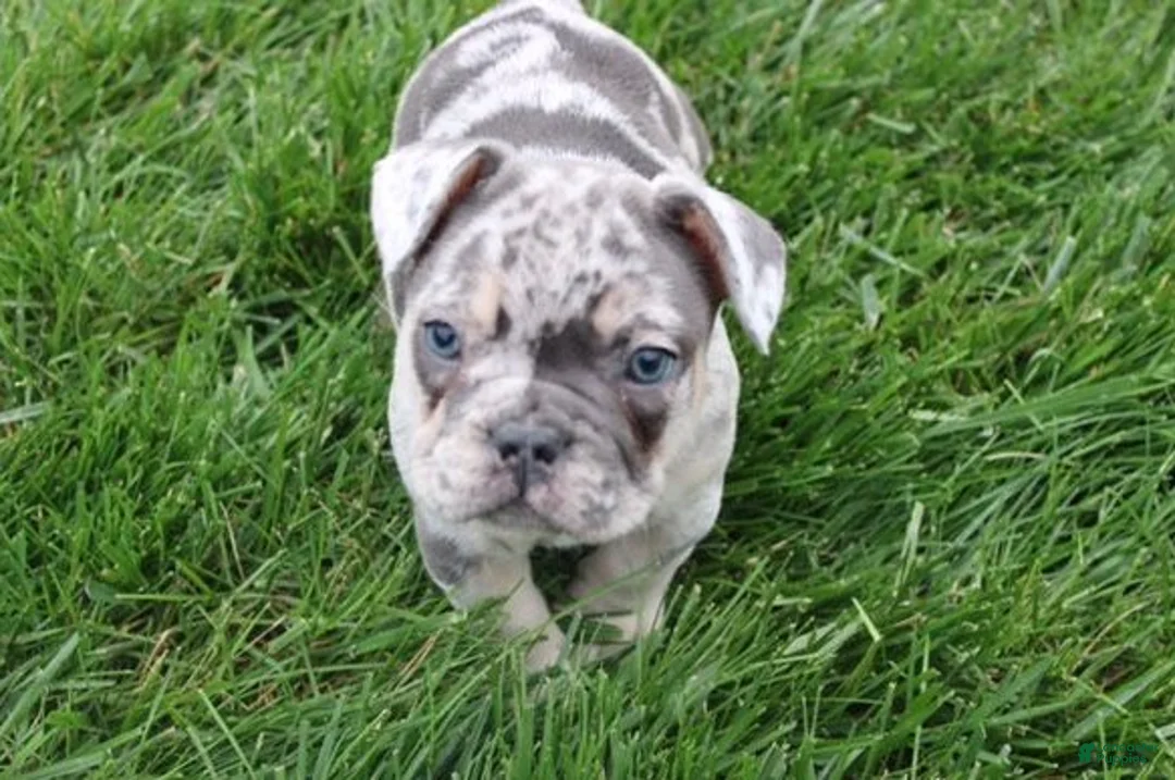French Bulldog dogs for sale: French Bulldog Puppy 4 - Ad 1