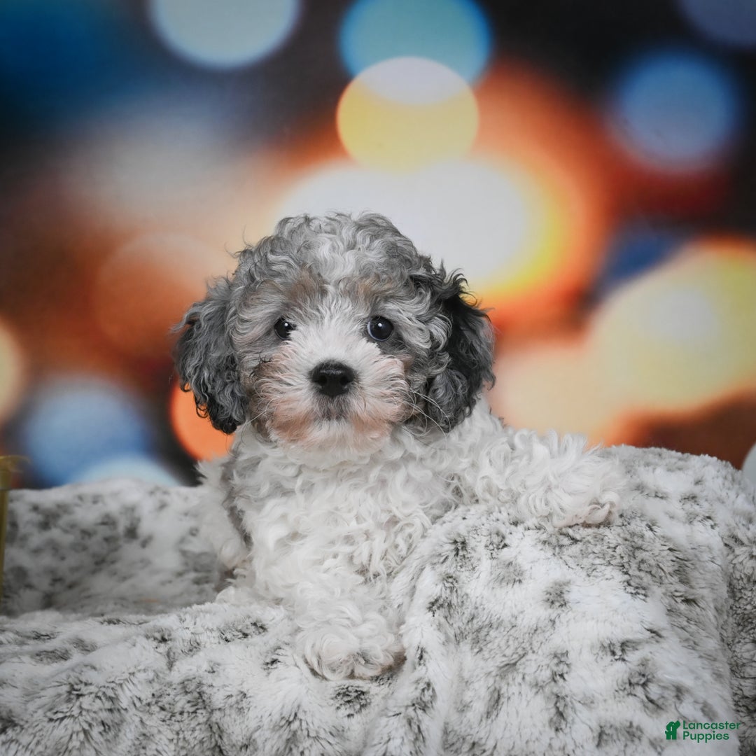 Cockapoo dogs for sale: Carl - Ad 6