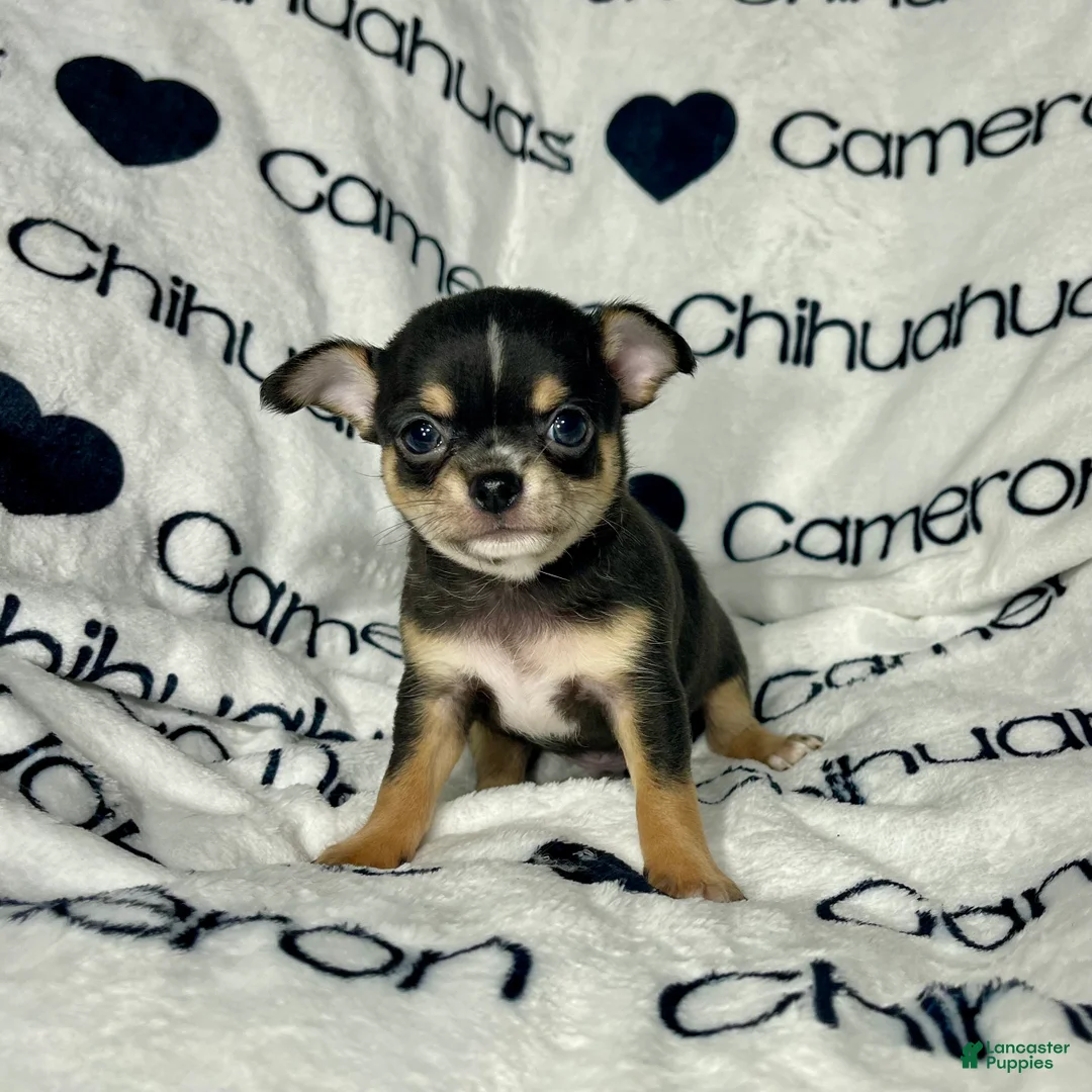 Chihuahua dogs for sale: Tiny Apollo Short Coat Tri - Ad 6
