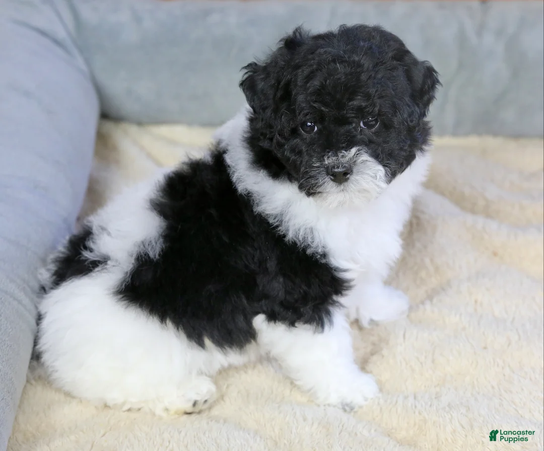 Miniature Poodle dogs for sale: Paislee - Ad 13