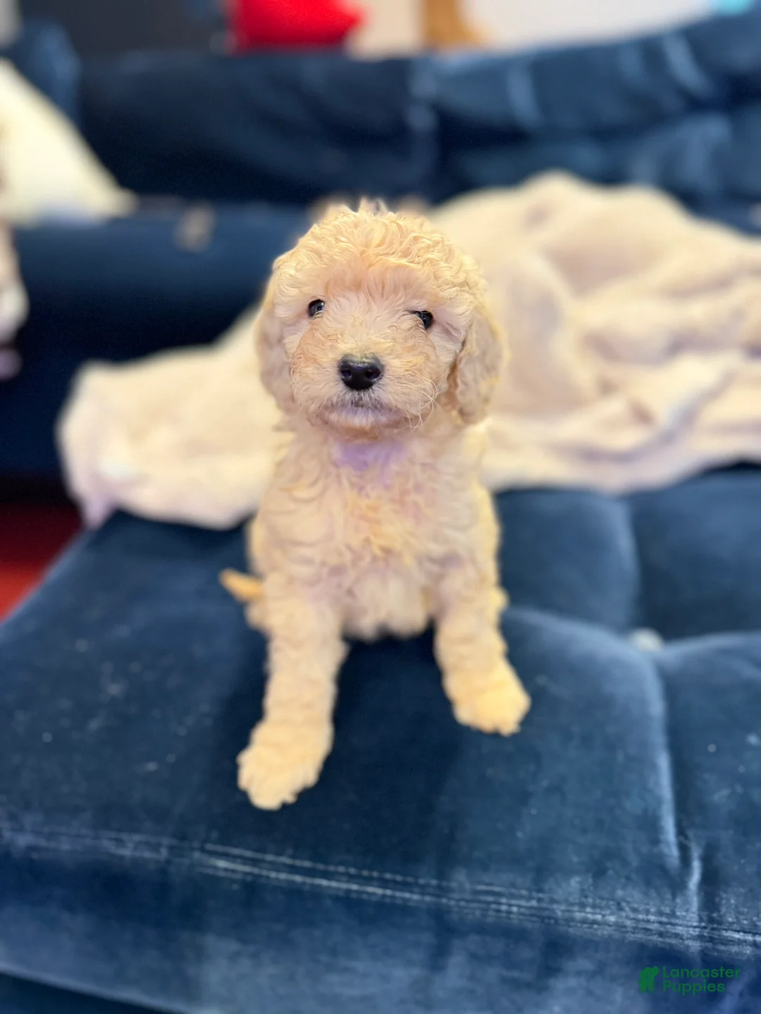 Aussiedoodle dogs for sale: Milo - Ad 2