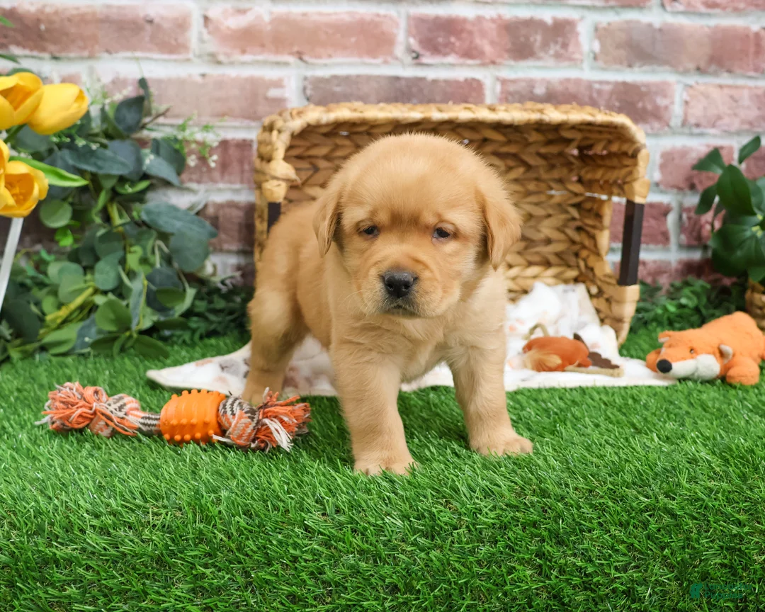 Labrador Retriever dogs for sale: Eagle - Ad 4