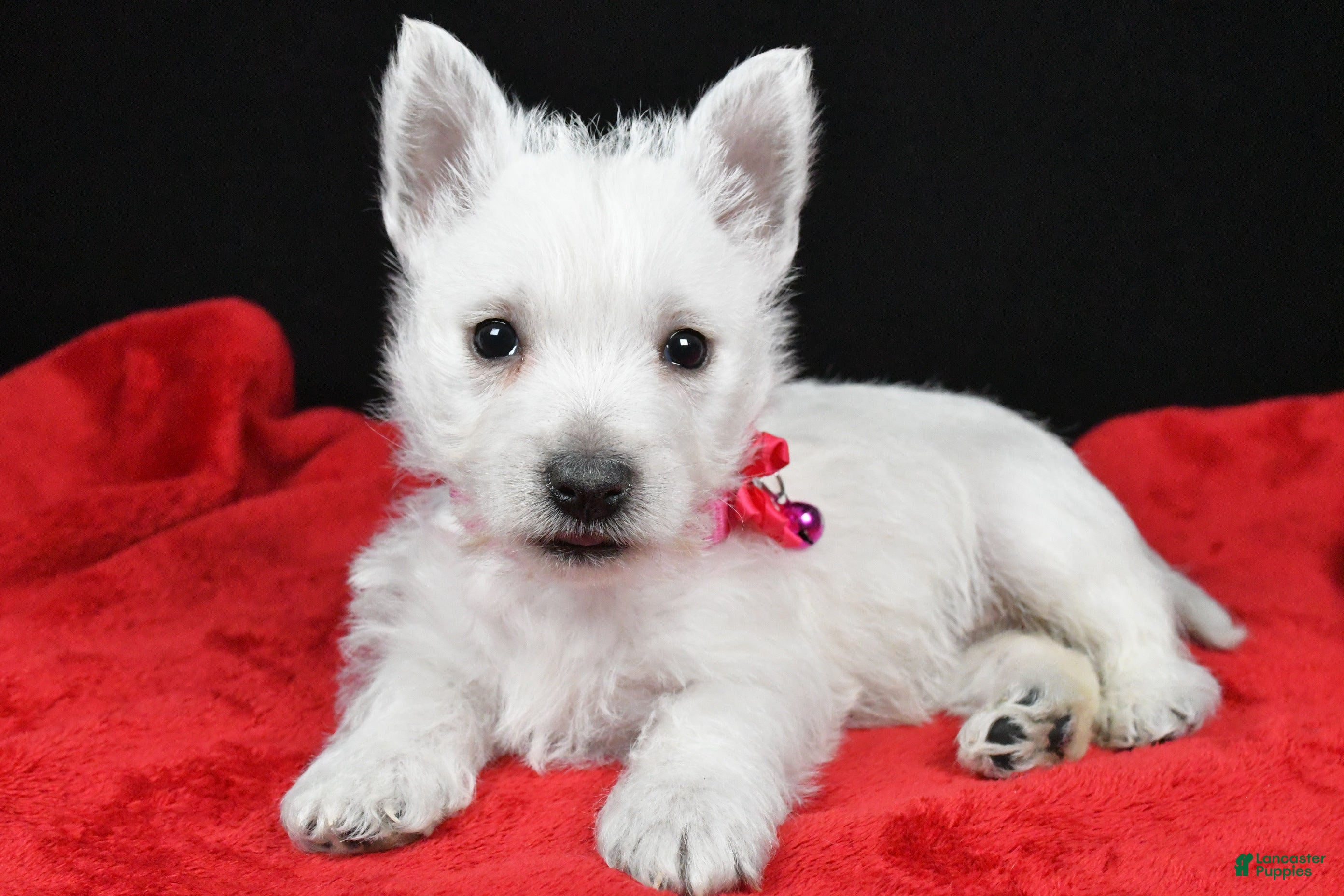 West Highland Terrier dogs Ellie - Ad 4