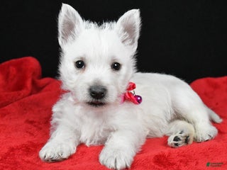 West Highland Terrier dogs Ellie - Ad 4