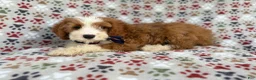 Cavapoo dogs for sale: Cash - Ad 7