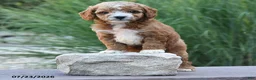 Toy Poodle dogs for sale: Liberty - Ad 3
