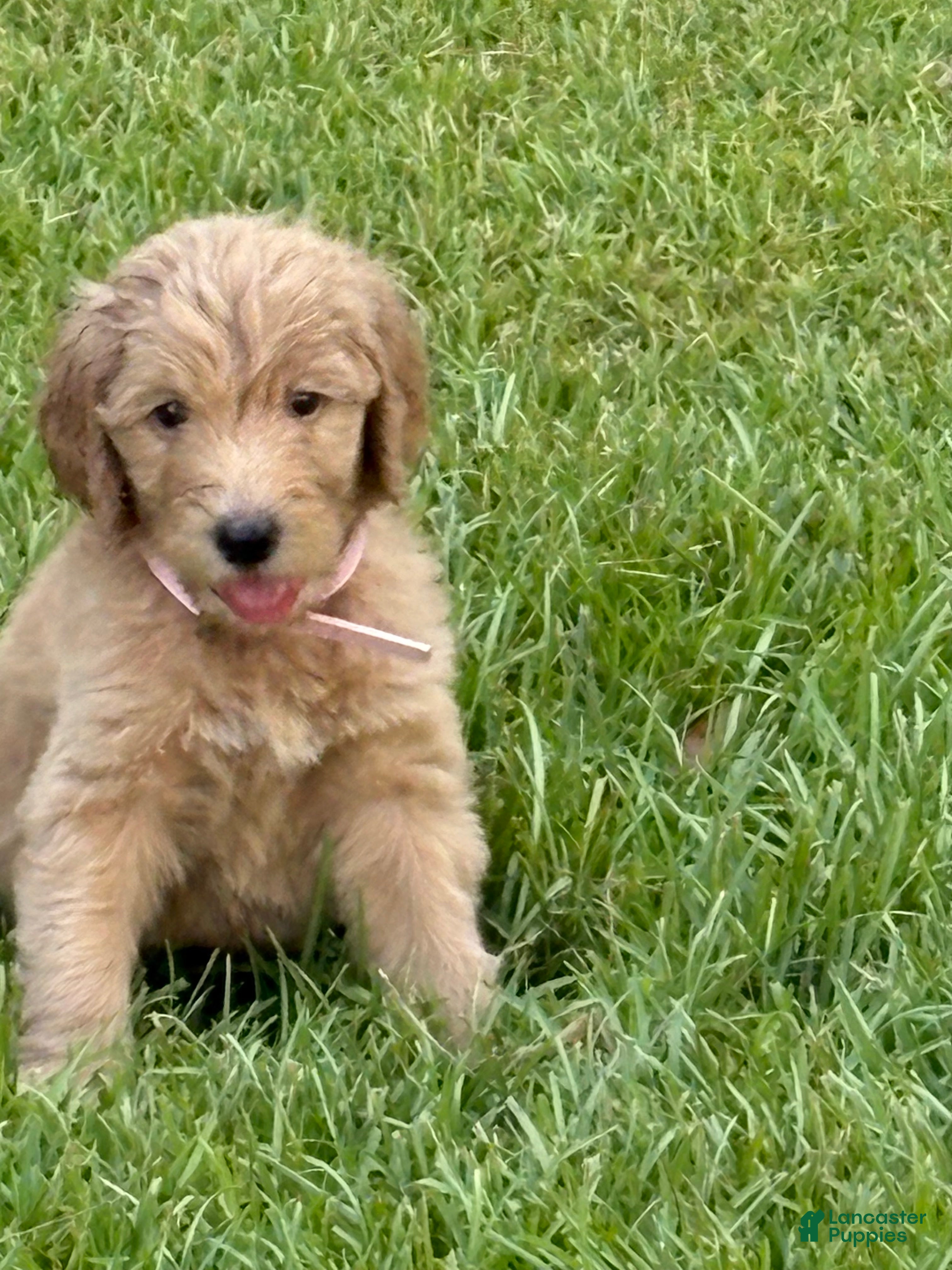 Goldendoodle dogs Goldendoodle light pink collar - Ad 2
