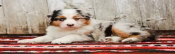 Australian Shepherd dogs for sale: Margaret - Ad 2