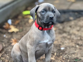 Cane Corso dogs Star - Ad 37