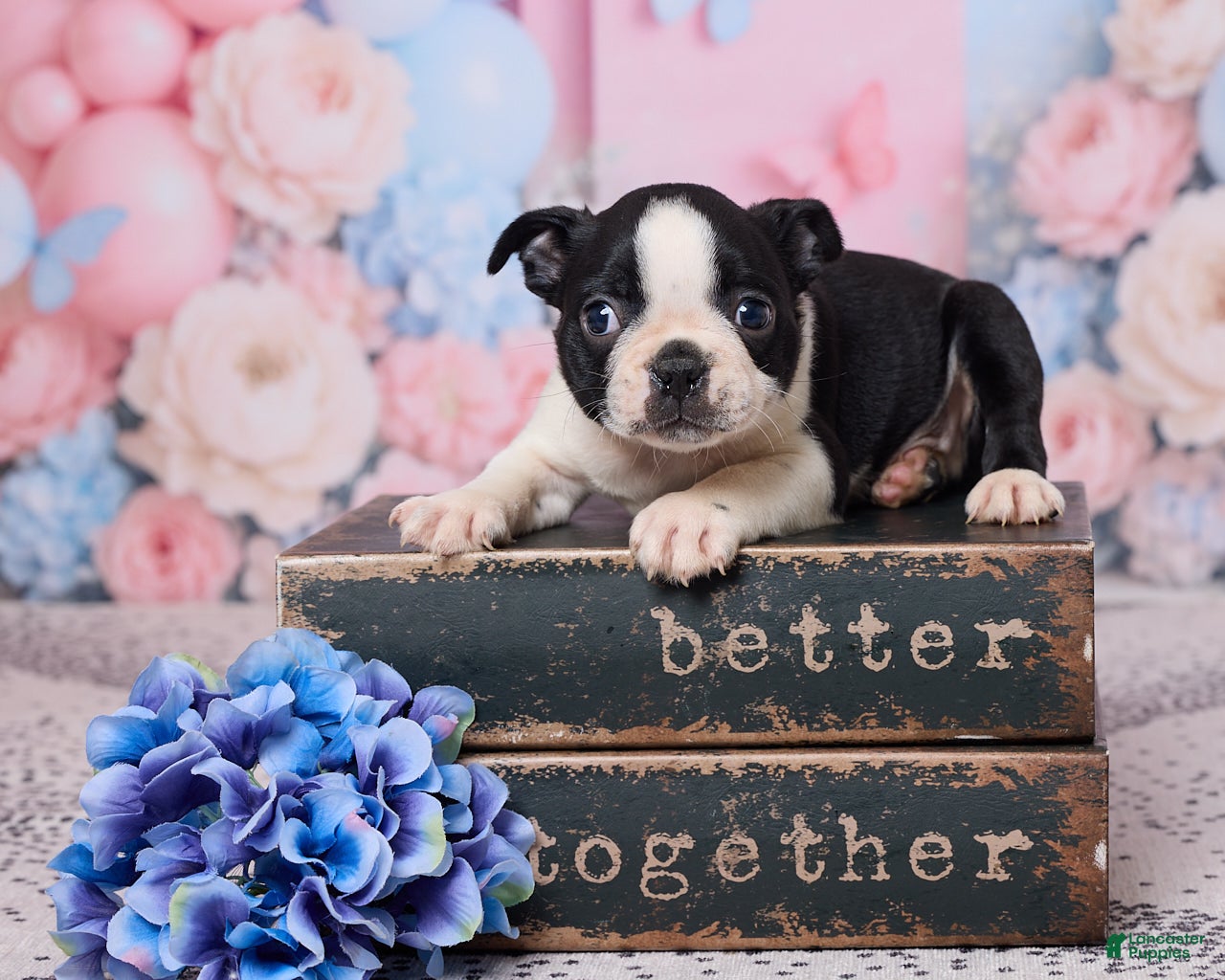 Boston Terrier dogs Jay - Ad 1