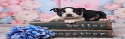 Boston Terrier dogs for sale: Jay - Ad 1