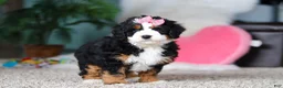 Mini Bernedoodle dogs for sale: Pearl - Ad 5