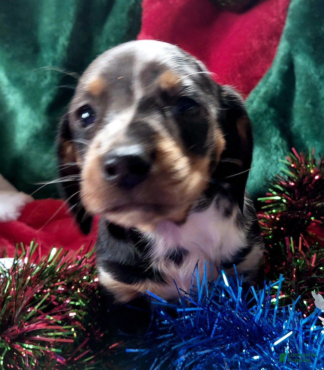 Miniature Dachshund dogs for sale: Miniature Dachshund Puppy 2 - Ad 3