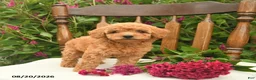 Toy Poodle dogs for sale: Lily  - Ad 2