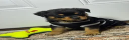 Rottweiler dogs for sale: Rottweiler 1 - Ad 1