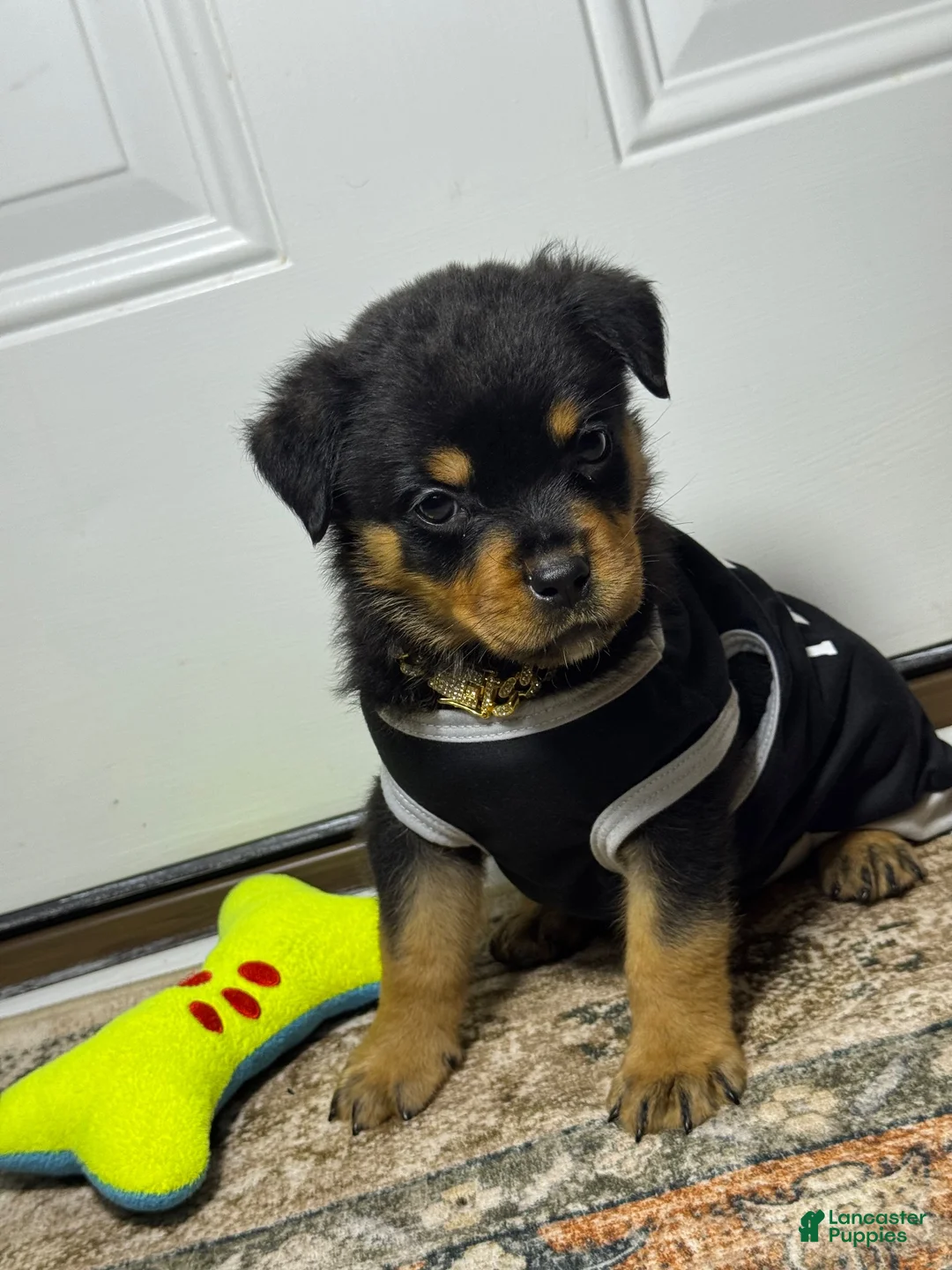 Rottweiler dogs for sale: Rottweiler 1 - Ad 1