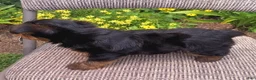 Yorkshire Terrier dogs for sale: Butch  - Ad 2